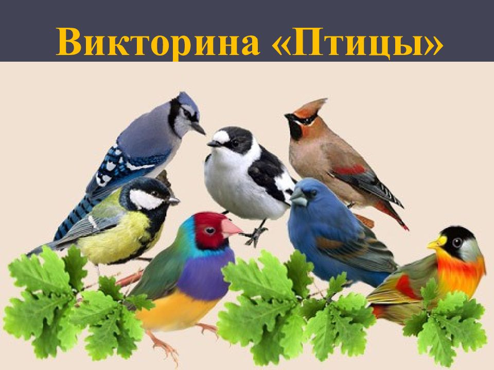 Викторина «Птицы»
