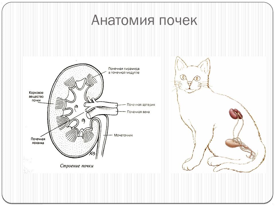 Рисунок строения почек млекопитающих