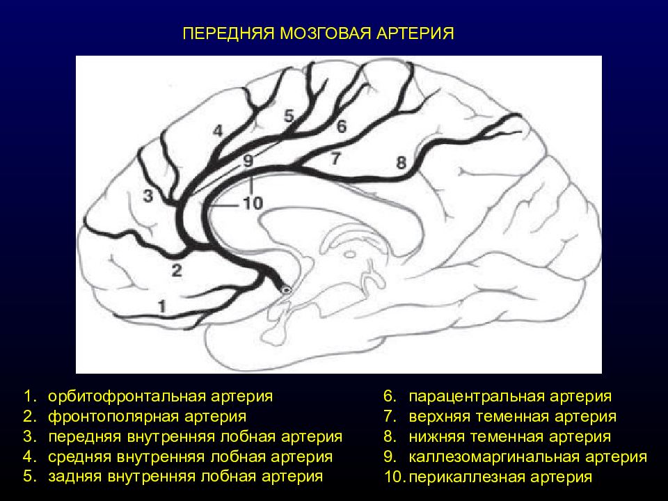 Мозговые артерии головного мозга. Средняя мозговая артерия ветви кровоснабжение. Ветви средней мозговой артерии анатомия. Анатомия средней мозговой артерии сегменты. Корковые ветви средней мозговой артерии.