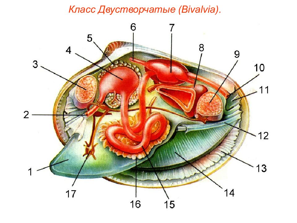 Презентация моллюски пименов