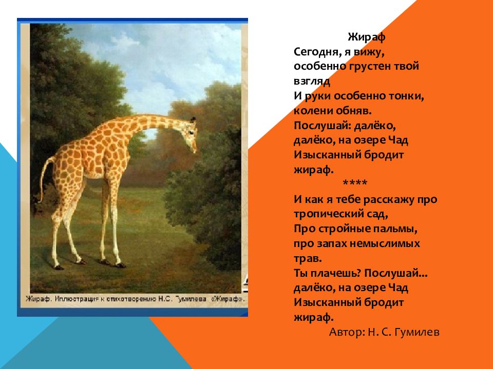 Почему стихотворение гумилева о любви названо жираф. Стихотворение Николая Гумилева Жираф. Гумилев Чад Жираф.