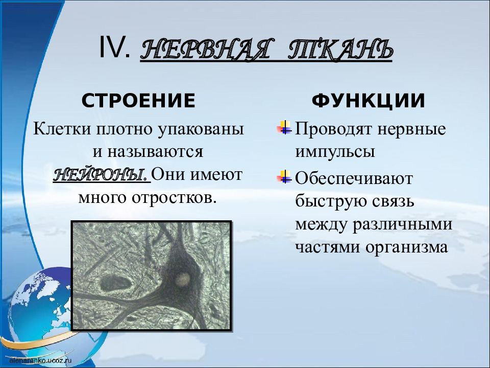 Ткани человека презентация 8 класс биология