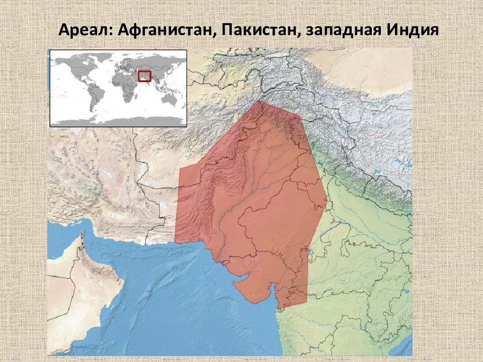 Западная индия. Дунин м.с. по Афганистану, Пакистану, Индии. Какой рельеф занимает ареал Афганская лисица.
