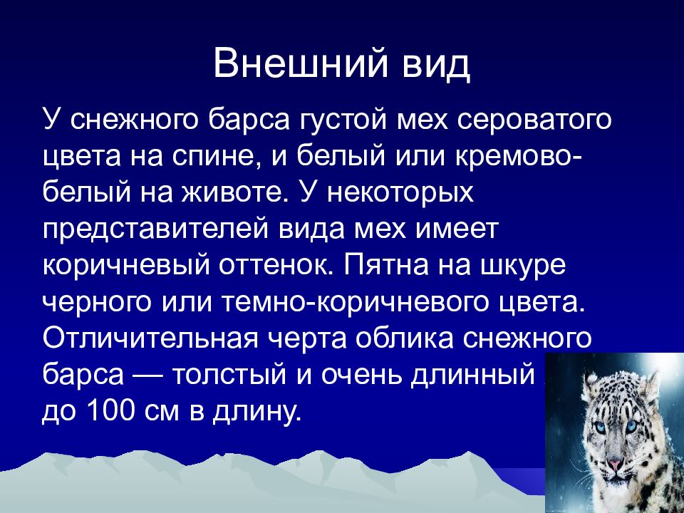 Снежный барс презентация