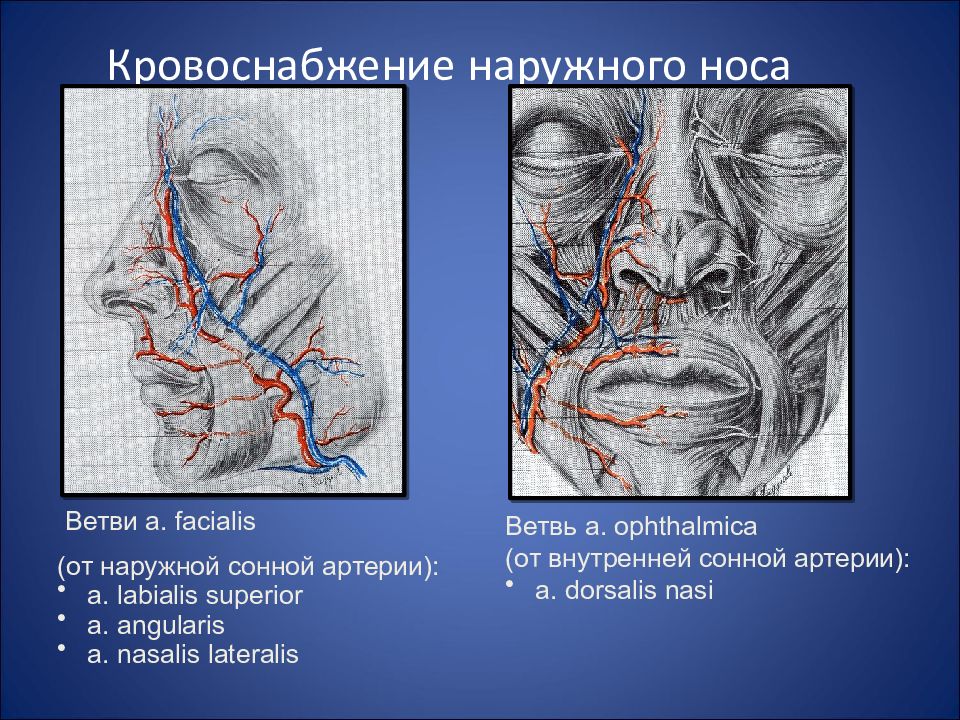 Анатомия носа презентация