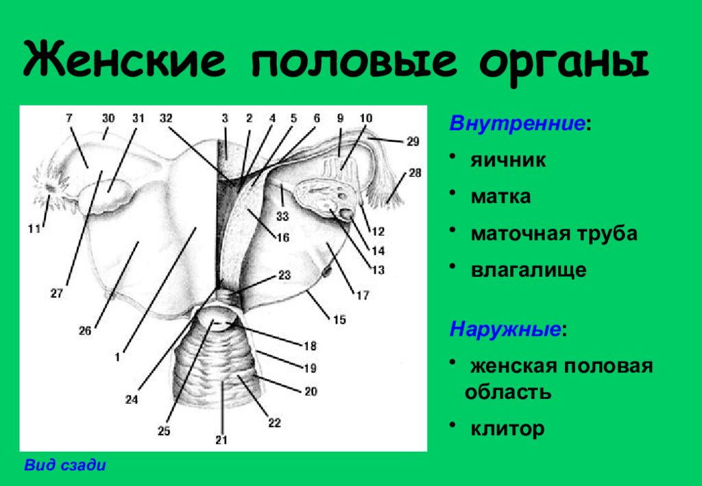 Женские половы органы. Женский половой орган. Наружные женские половые органы. Строение женских.половых органов наружных. Схема наружных женских половых органов.