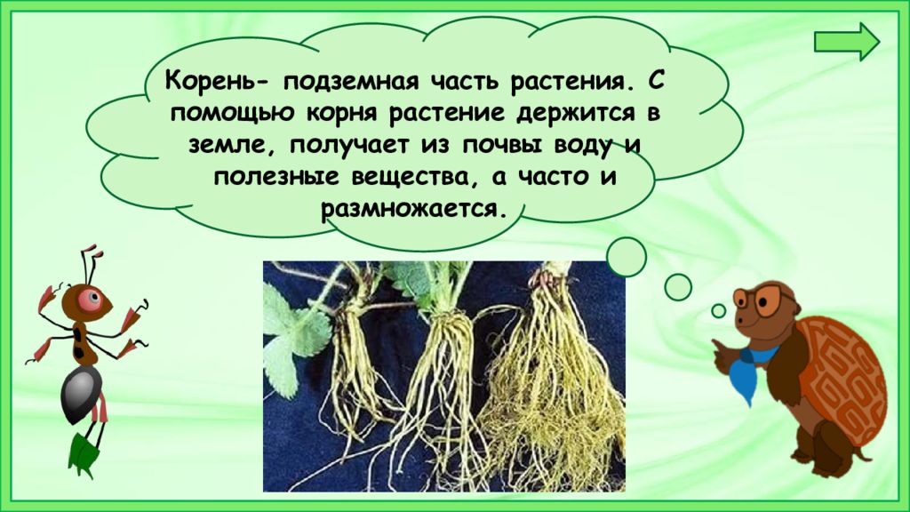 Помощь корень. Корень подземная часть растения. Что общего у разных растений. Подземная часть растения презентация. Урок в 1 классе что общего у разных растений.