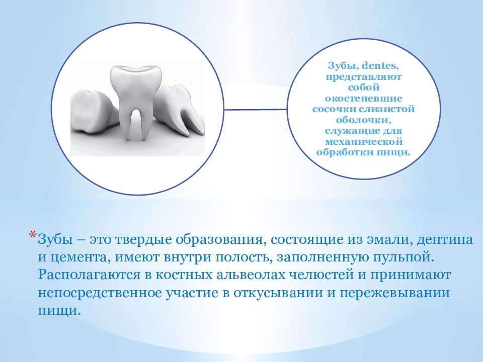 Интактный зуб это. Вопросы на тему зубов. Генерации зубов.