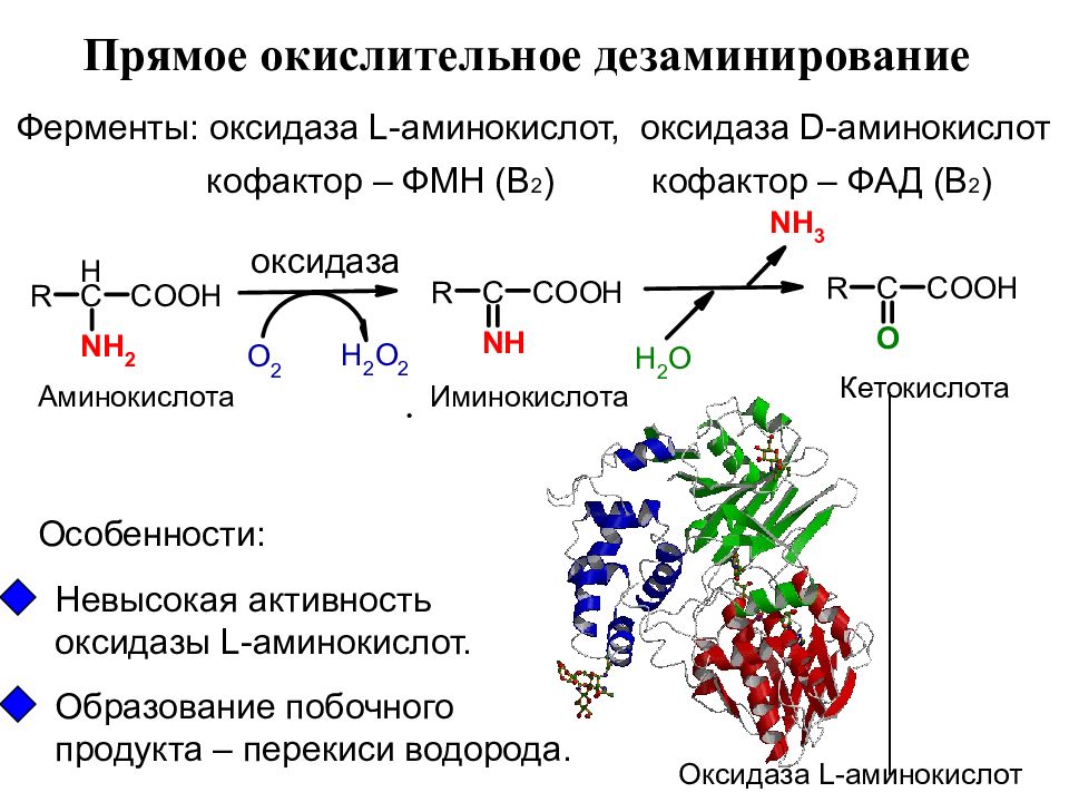 Окислительное дезаминирование схема