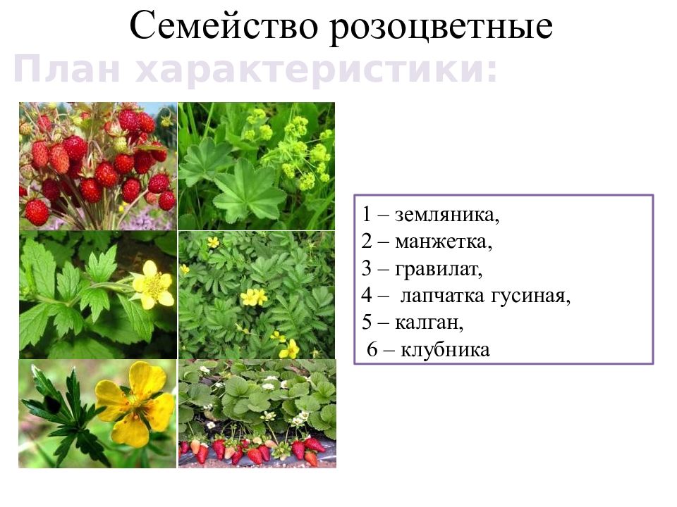 Номер растения. Семейство Розоцветные манжетка. Гравилат Розоцветные. Гравилат семейство. Семейство крестоцветные земляник.