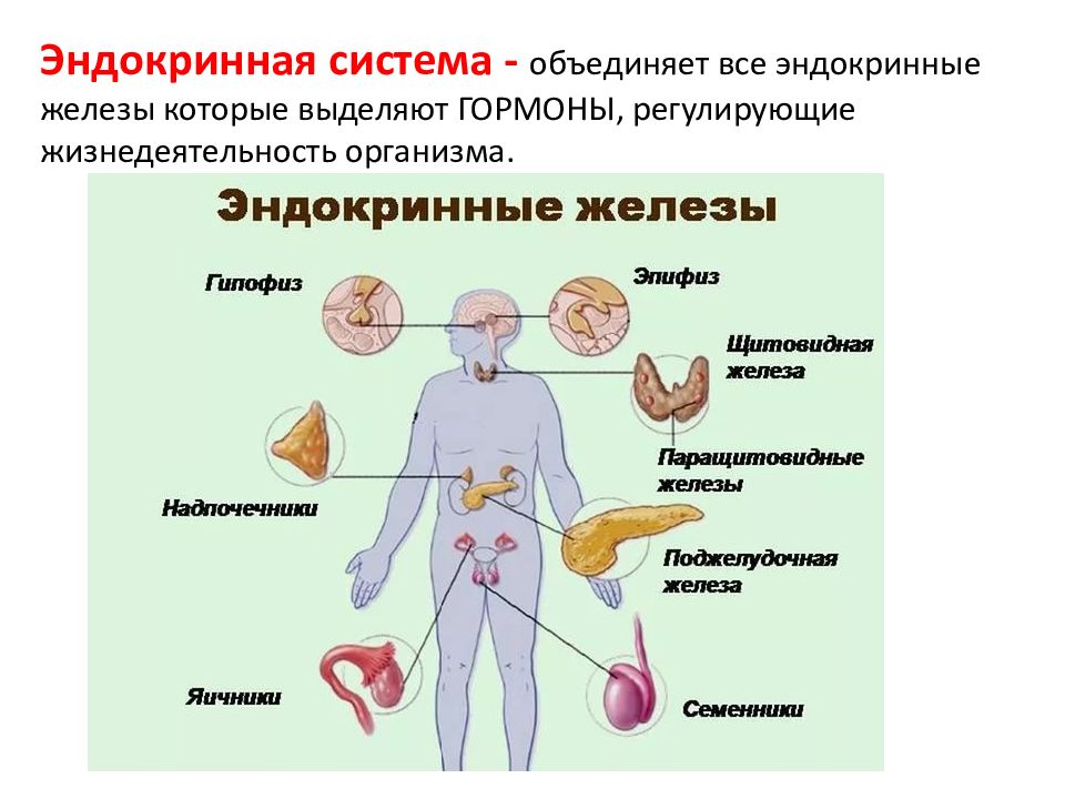 Строение и жизнедеятельность организма человека. Эндокринная система человека. Железы эндокринной системы. Железы внутренней секреции. Эндокринные железы человека.