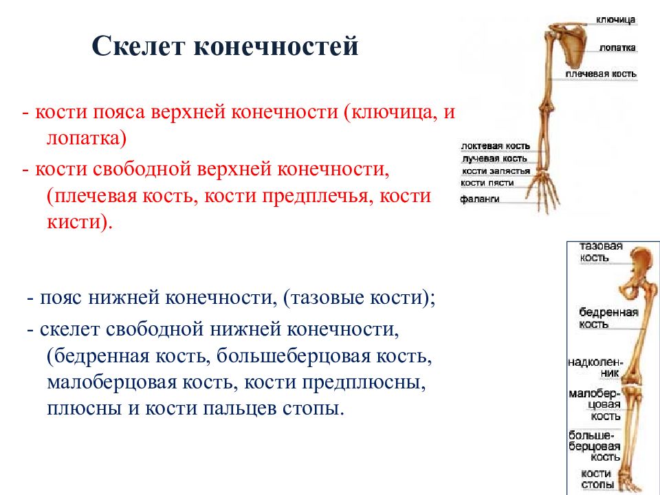 Скелет верхних конечностей лопатка. Особенности строения пояса верхних конечностей человека. Строение скелета верхней конечности анатомия. Плечевая кость строение анатомия кость. Кости скелета пояса верхних конечностей.
