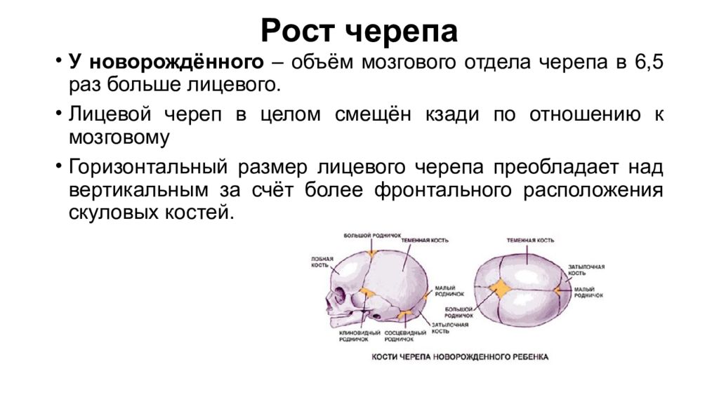 Какой отдел преобладает в черепе. Мозговой отдел преобладает над лицевым. Мозговой отдел черепа преобладает над лицевым. Особенности лицевого отдела черепа у детей. Особенности лицевого и мозгового отдела черепа у детей.