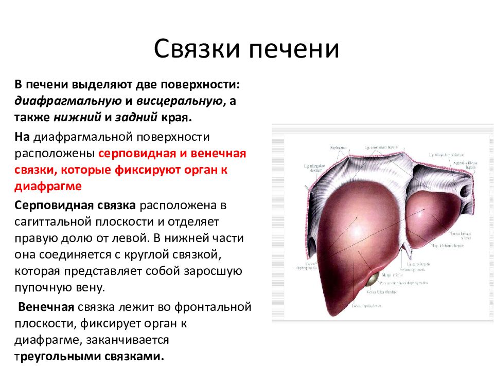 Связки печени. Серповидная связка печени. Треугольная связка печени. Связки печени анатомия.