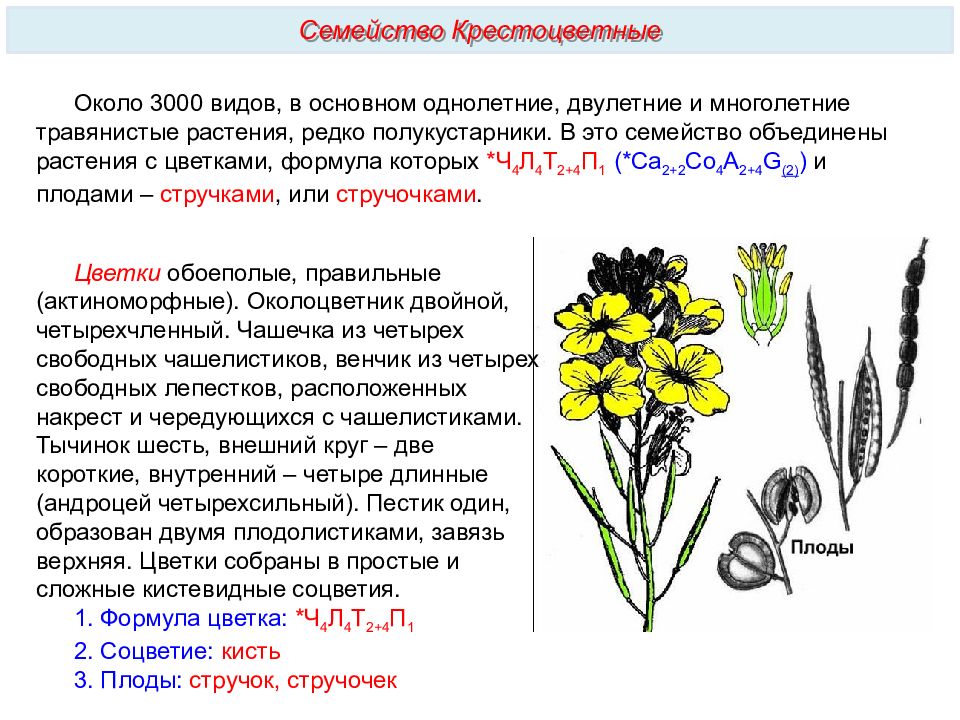 Семейство крестоцветные презентация 7 класс