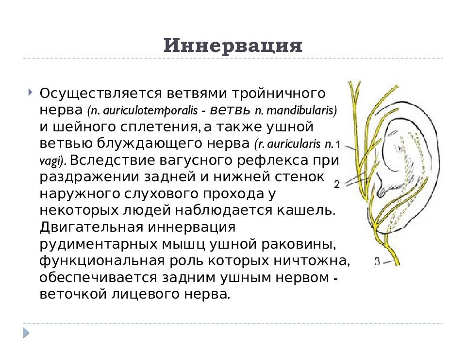 Ушной нерв. Иннервация ушной раковины. Иннервация уха. Кровоснабжение и иннервация среднего уха.