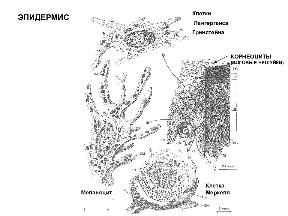 Клетки эпидермиса. Клетки Лангерганса гистология строение. Клетки Меркеля гистология функции. Клетки Лангерганса в коже гистология. Клеточный дифферон эпидермиса.