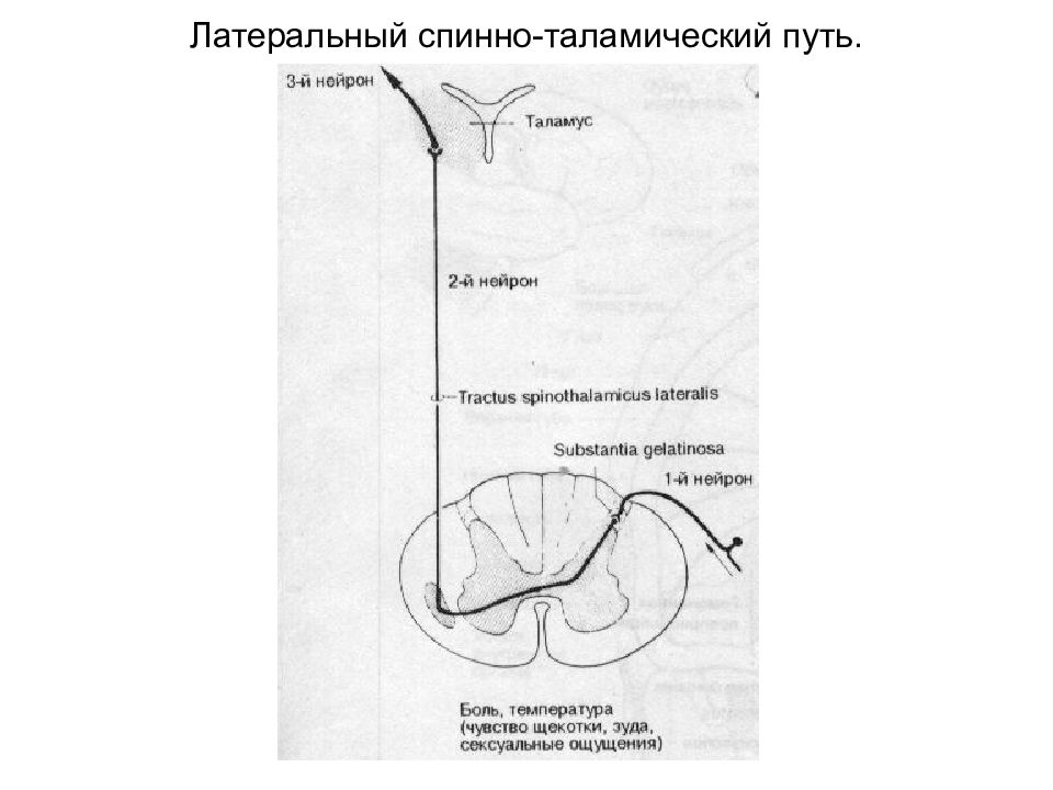 Латеральный спиноталамический