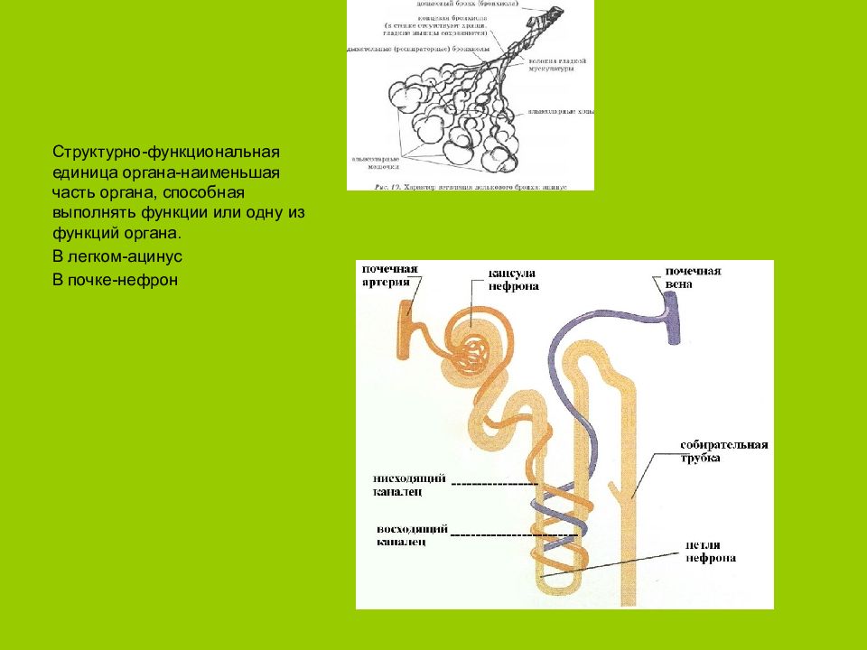 Структурно функциональная единица. Структурные единицы органов. Структурно-функциональная единица органа. Ацинус почки. Структурно-функциональная единица разных органов.