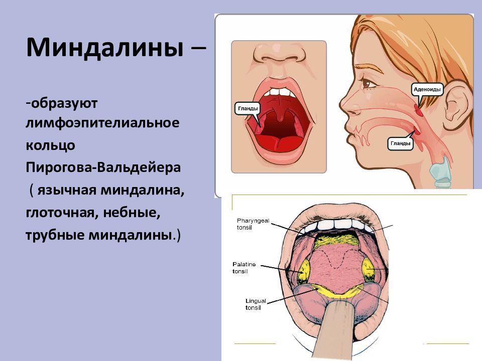 Составить схему лимфоидного кольца указать парные и непарные миндалины