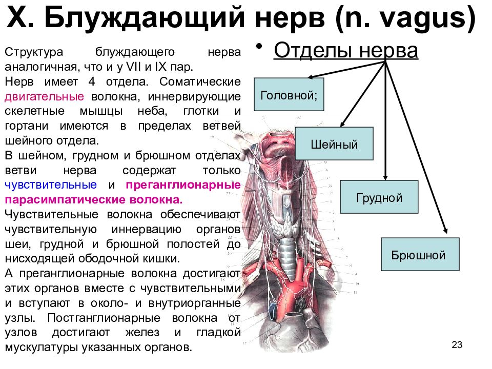 Блуждающий нерв анатомия схема