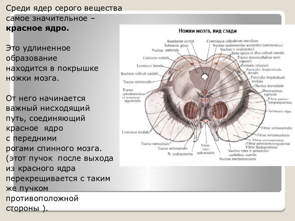 Средний мозг презентация