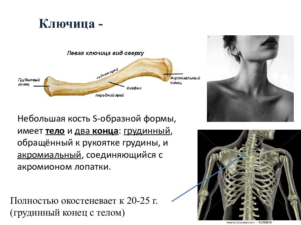 Ключица расположение