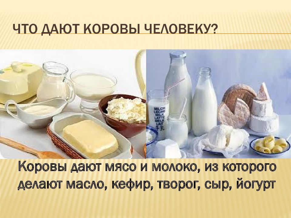 Корова дает мясо. Что даёт корова человеку. Что дает корова картинки для детей. Что дает нам корова. Что дает корова человеку для детей.