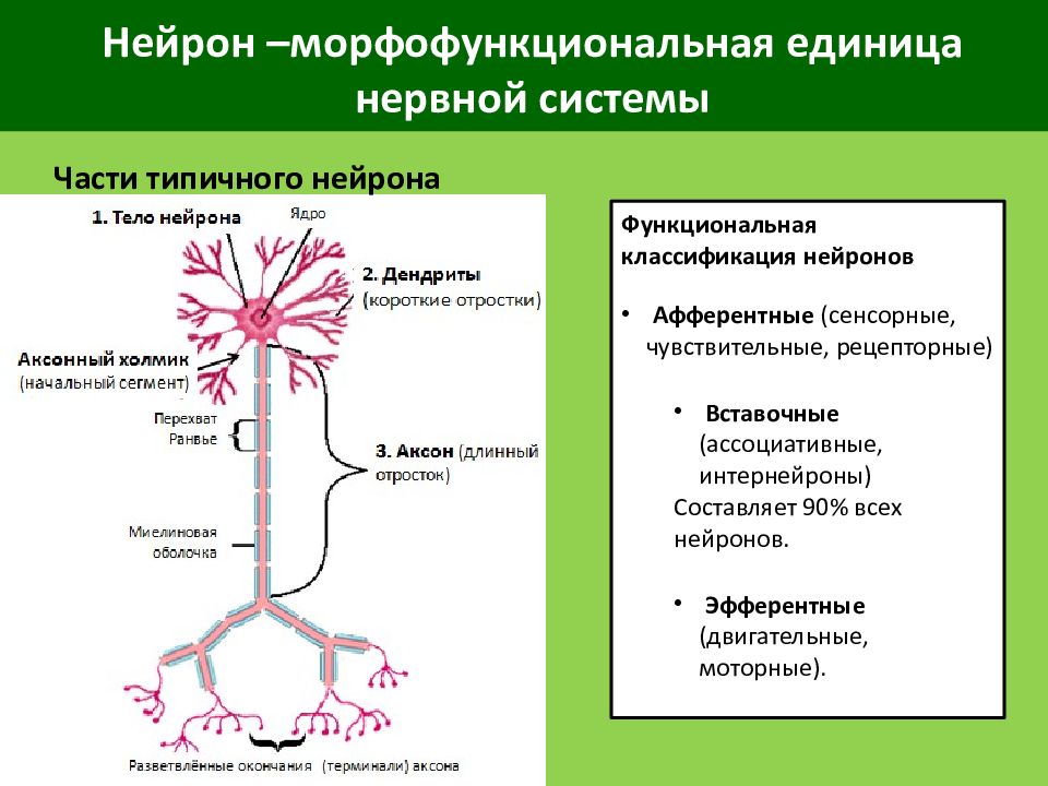 Презентация биохимия нервной системы