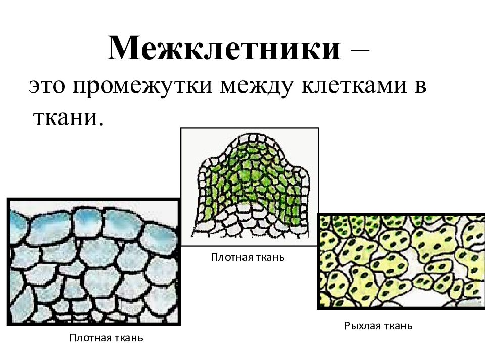 Между клеточными. Строение межклетники ткани. Межклетники листа функции. Межклетники это в биологии 5 класс.