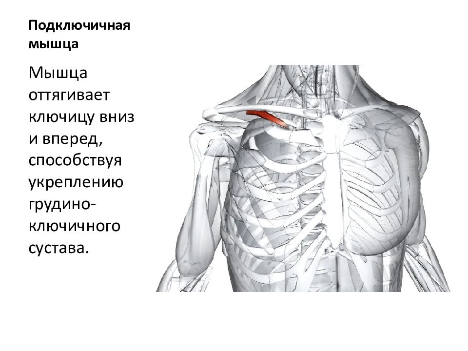 Болит в районе ключицы. Подключичная мышца.