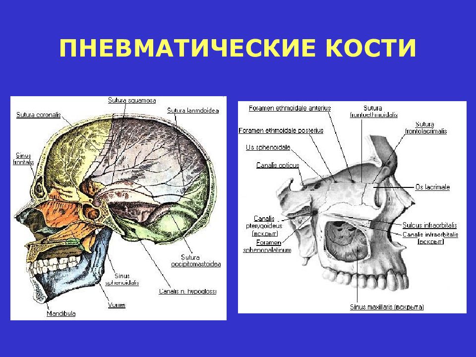 Кости имеющие воздухоносные пазухи. Воздухоносные пневматические кости. Пневматические воздухоносные кости черепа. Пневматические кости (воздухоносные кости). Пневматические кости черепа человека.