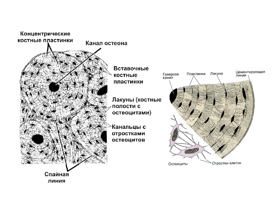 Строение остеона рисунок с подписями
