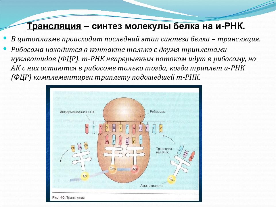 В синтезе белка принимают участие. Процессы трансляции биосинтеза белка. Синтез белков осуществляется. Синтез белка на рибосомах. Трансляция Биосинтез белка.