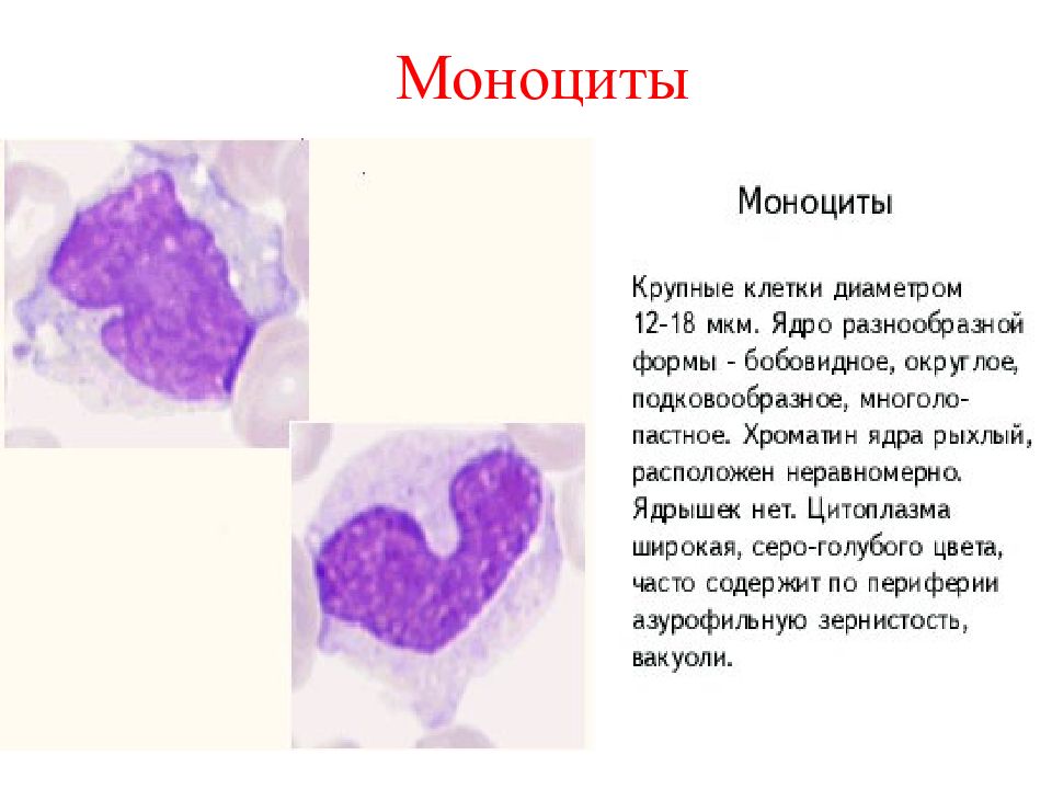 Моноциты в крови картинки