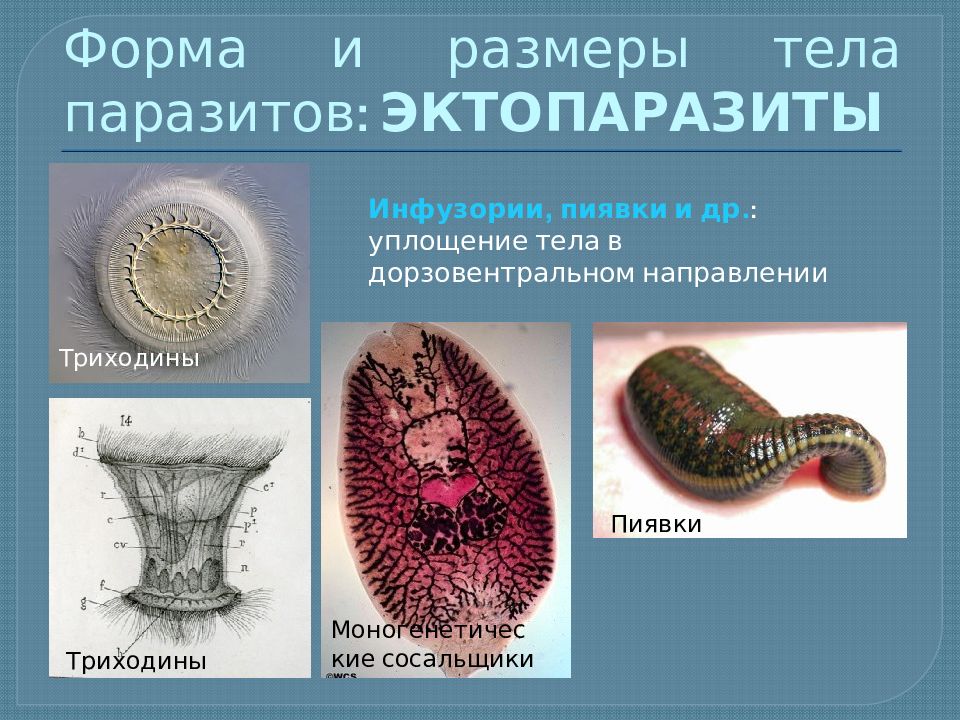 Паразитический образ. Биологические адаптации паразитов. Адаптации паразитов к паразитическому образу. Морфофизиологические адаптации паразитов. Адаптации паразитов к паразитическому образу жизни.