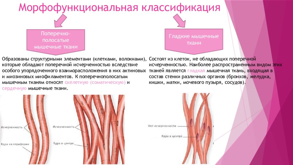 В чем особенность строения поперечнополосатой мышечной ткани. Морфофункциональная характеристика гладкой мышечной ткани. Морфофункциональная классификация мышечных тканей. Морфофункциональная характеристика мышечных тканей. Структурно-функциональная классификация мышечной ткани.