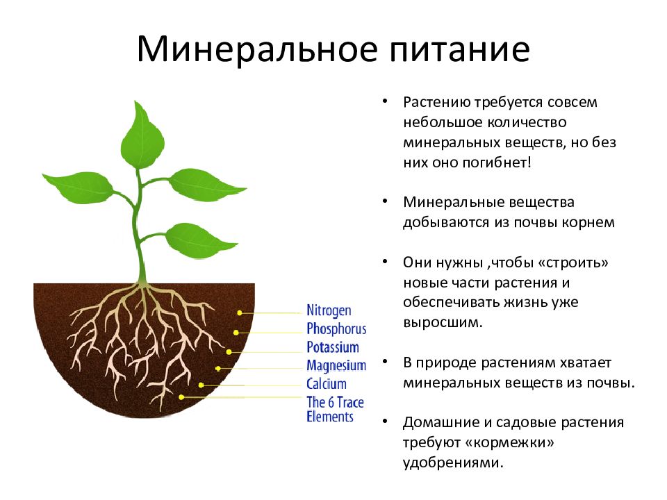 Растение обеспечивает водой. Процесс минерального питания растений схема. Физиологическая роль элементов минерального питания растений. Минеральное и Корневое питание растений. Поглощение Минеральных веществ корнем схема.