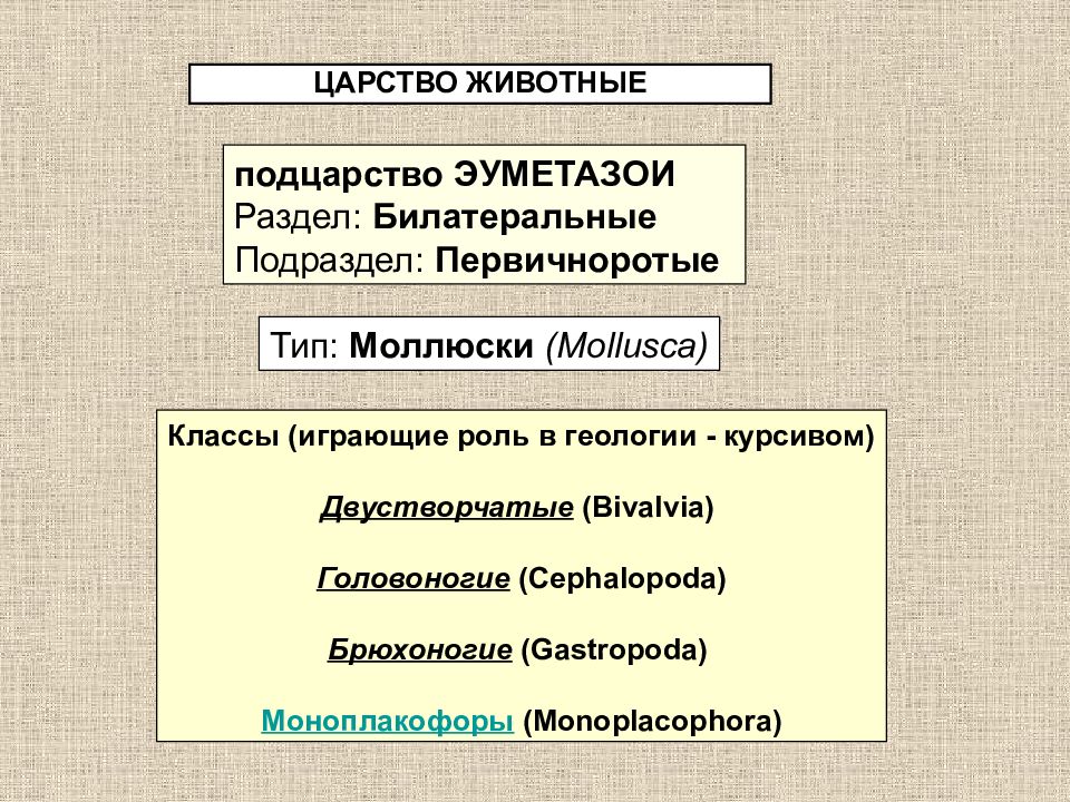 ЦАРСТВО ЖИВОТНЫЕ подцарство ЭУМЕТАЗОИ Раздел: Билатеральные Подраздел: