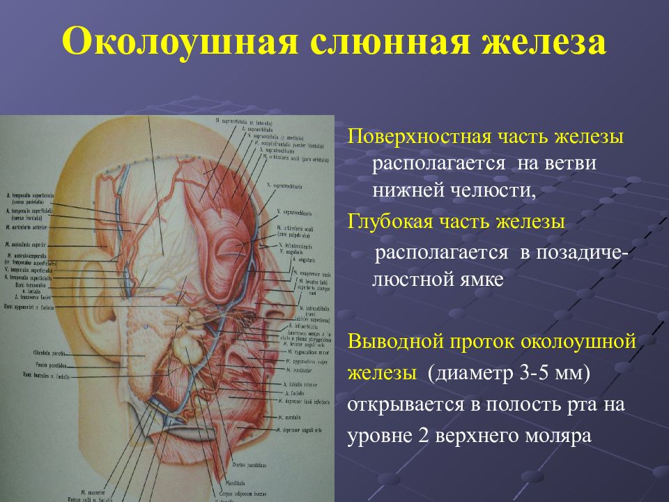 Околоушная железа строение. Топография протоков околоушной слюнной железы. Топографическая анатомия лицевого отдела. Строение слюнных желез анатомия. Проток околоушной железы анатомия.