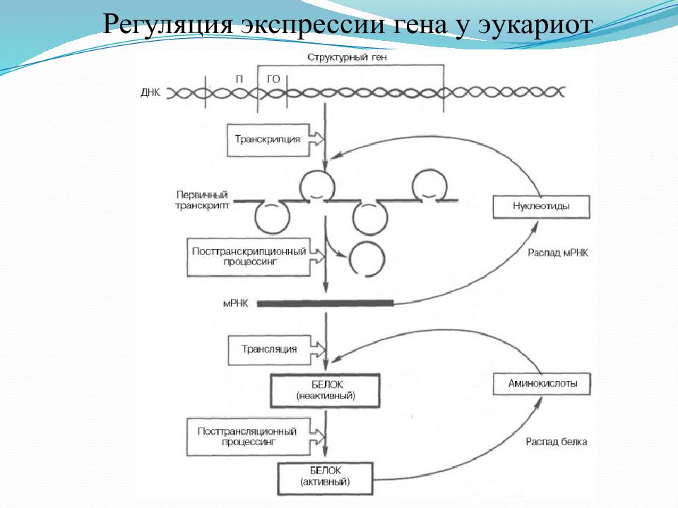 Стадии биосинтеза белка схема