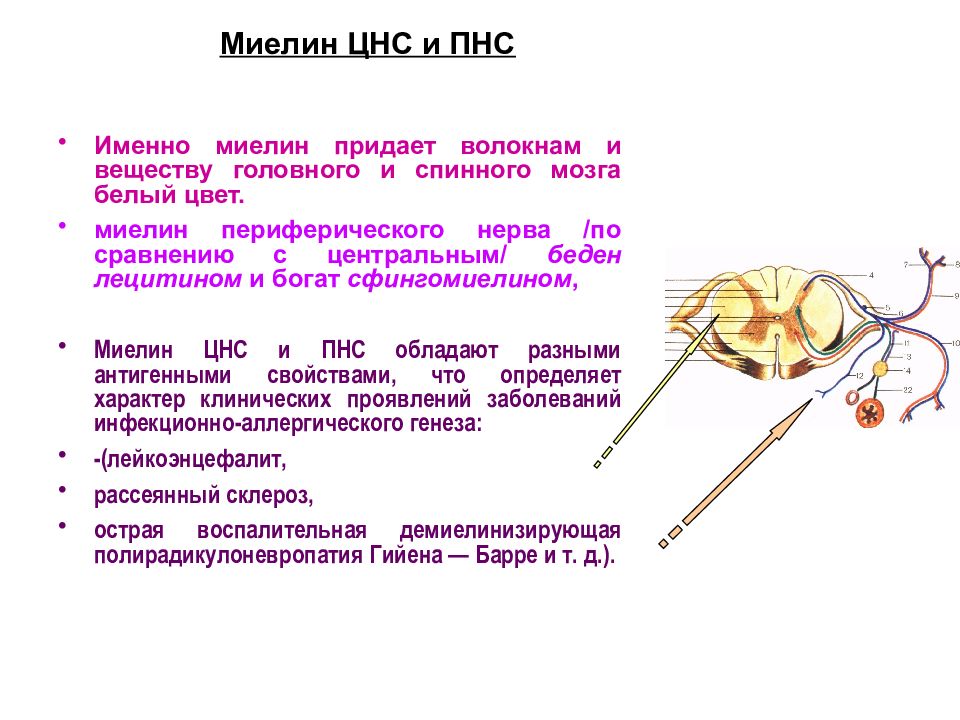 Физиология спинного мозга презентация