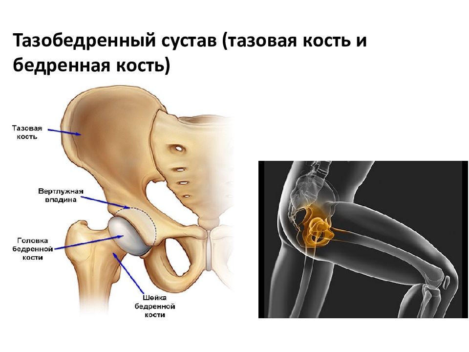 Суставы кости таза. Большой и малый вертел бедренной кости. Строение костей тазобедренного сустава. Скелет тазобедренного сустава. Скелет человека тазобедренный сустав.