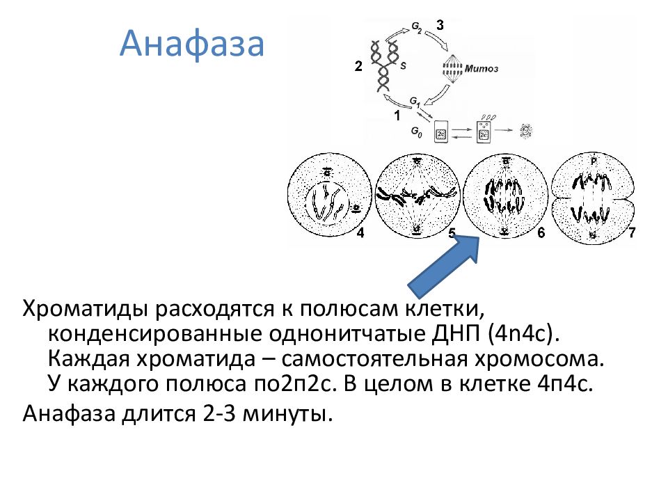 Анафаза митоза. Хроматиды расходятся к полюсам клетки. Фаза деления клетки в которой хроматиды расходятся к полюсам. Полюса клетки.