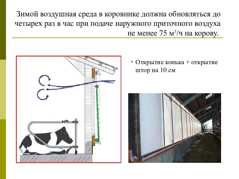 Технология содержания. Ворота для коровника Размеры. Техническое задание на штору коровника. Инструкции по ТБ В коровнике. Воздушный режим в коровнике.