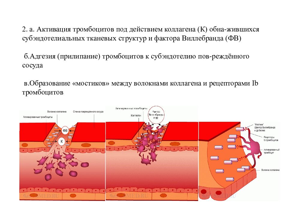 Гранулоцидный концентрат хранится при температуре. Активированные тромбоциты. Рецепторы адгезии тромбоцитов. Адгезия и активация тромбоцитов. Механизм образования тромбоцитов.