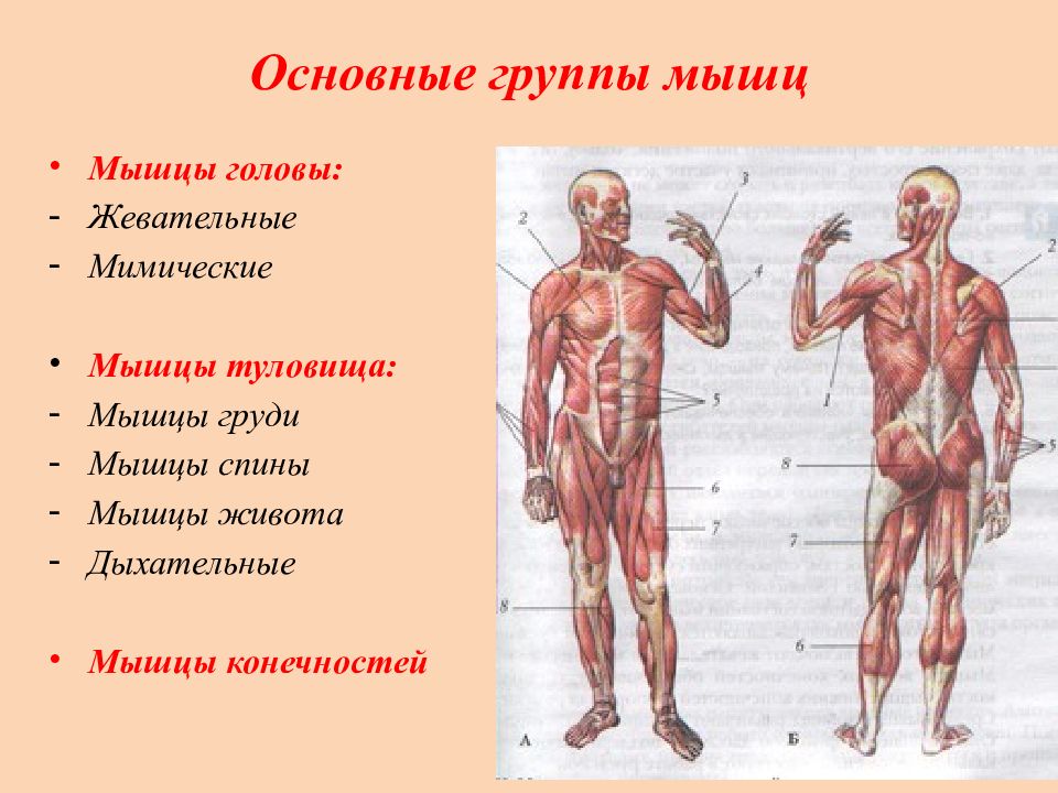 Мышцы человеческого тела биология 8 класс. Мышцы туловища и конечностей 8 класс биология. Мышцы туловища и конечностей анатомия 8 класс. Мышцы туловища сзади 8 класс. Основные группы мышц мышцы головы.