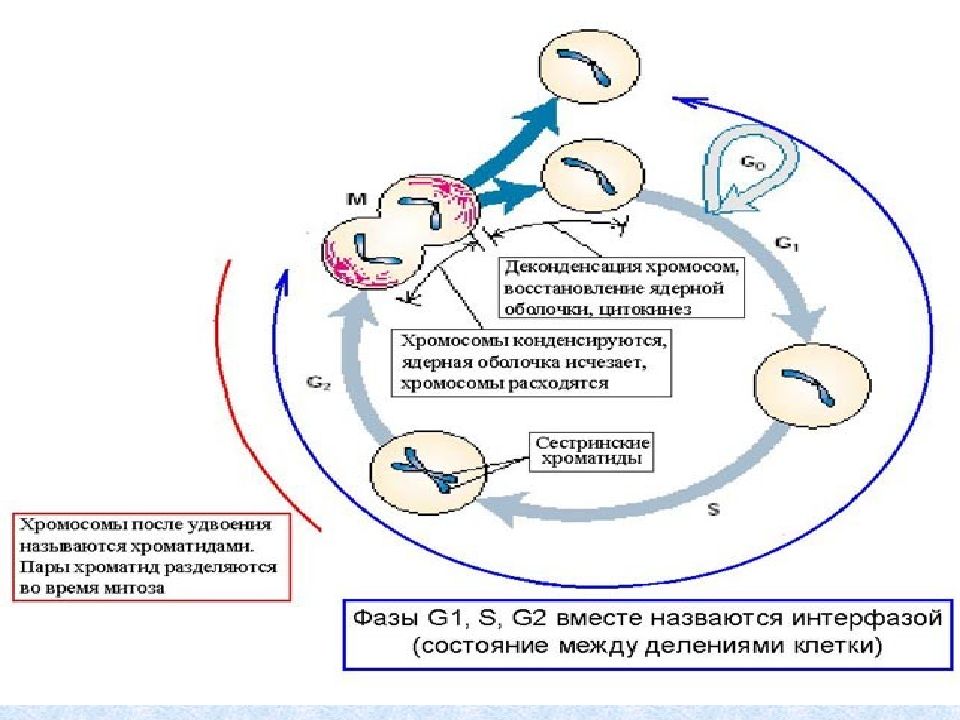 Регуляция митотической активности. Митотическая катастрофа схема. Митотический цикл. Регуляция митотического цикла. Изменение наследственного материала в митотическом цикле.