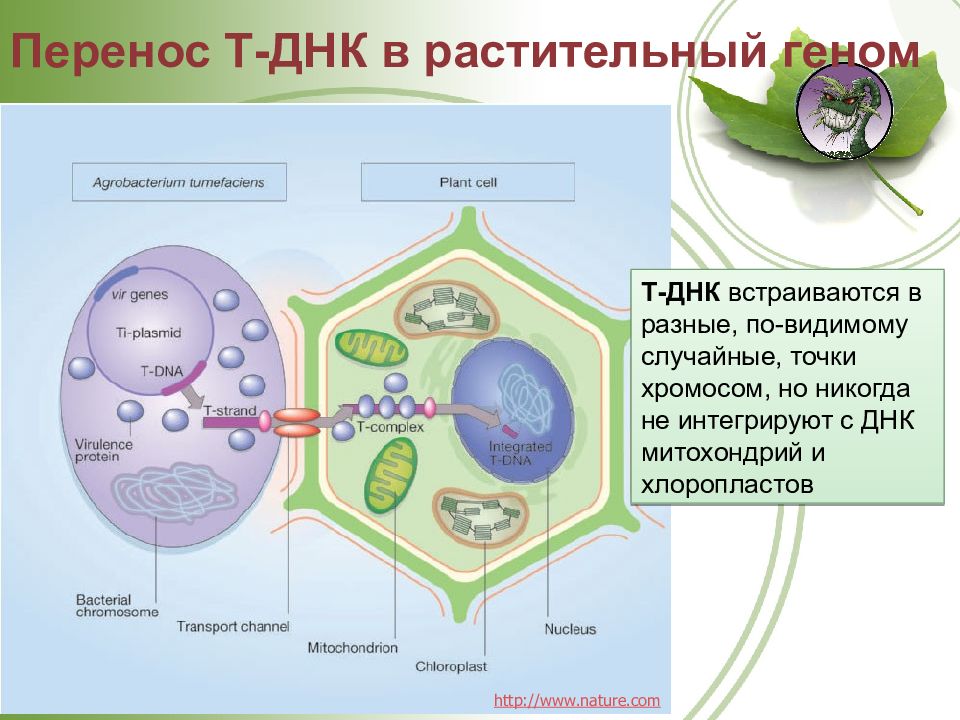 Перенос днк. ДНК В клетках растений. ДНК В растительной клетке. ДНК хлоропластов. Методы переноса ДНК В клетку.