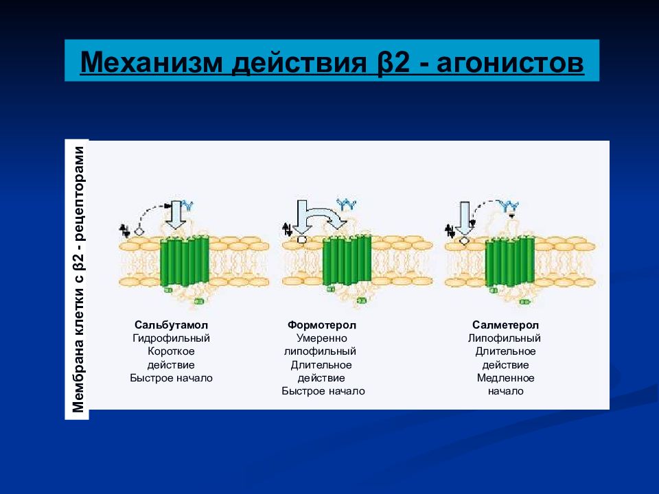 Действие б. Механизм действия бета 2 агонистов. B2 агонисты механизм действия. Механизм действия агонистов бета 2-адренорецепторов. Б2 агонисты длительного действия механизм действия.